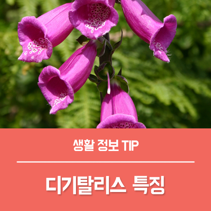 디기탈리스 꽃말 디지탈리스 여우장갑 특징