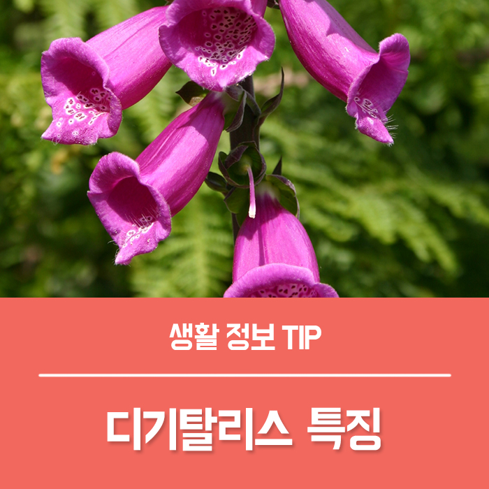  디기탈리스 꽃말 디지탈리스 여우장갑 특징