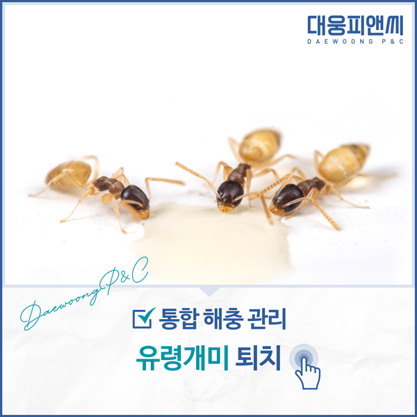 해충 통합 방제 / 유령 개미 퇴치