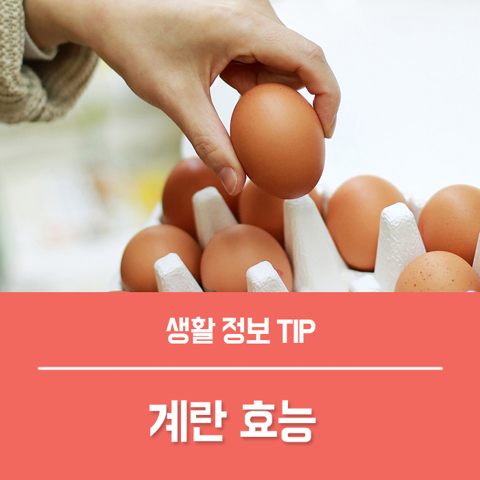  당신이 꼭 알았으면 하는 계란 효능 BEST8