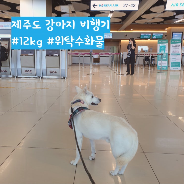 제주도 강아지 비행기 첫 탑승 후기(12kg 중형견) 제주도 강아지 비행기 첫 탑승 후기(12kg 중형견)