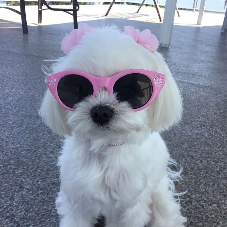 강아지 짤 80장 / 귀여운 웃긴 개 사진 / 동물 프사 배경화면 / 카톡할 때 쓰기 좋은 짤 : 네이버 블로그