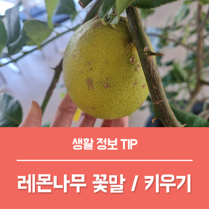 레몬나무 꽃말 레몬 나무 키우기, 궁금하지 않나요?