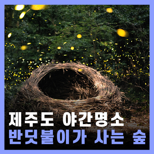  제주 밤에 갈만한 곳, 곶자왈 반딧불이 / 제주 야간명소