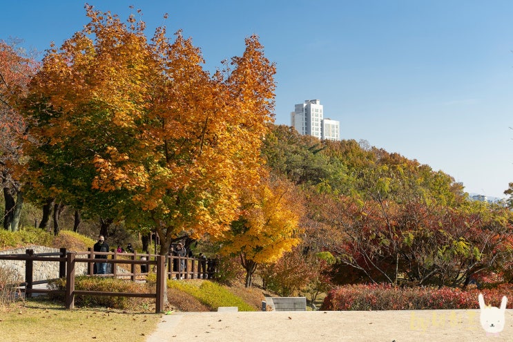  북서울 꿈의숲 단풍 산책 서울 걷기좋은 길
