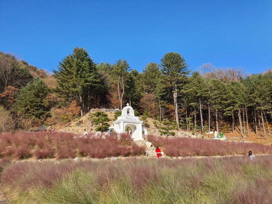 청산블루베리 사진 2