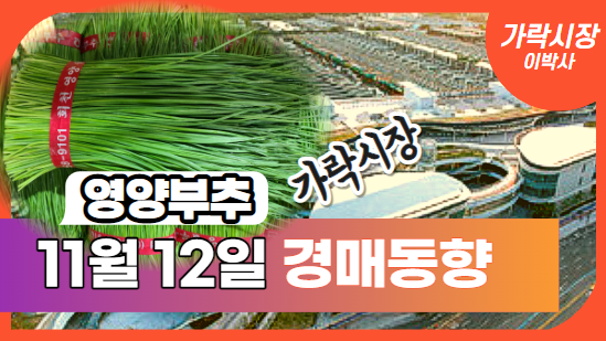 [경매사 일일보고] 11월 12일자 가락시장 "영양부추" 경매동향을 살펴보겠습니다!