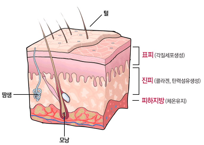  피부장벽의 이해 :전문가와 함께  튼튼하게 만들기
