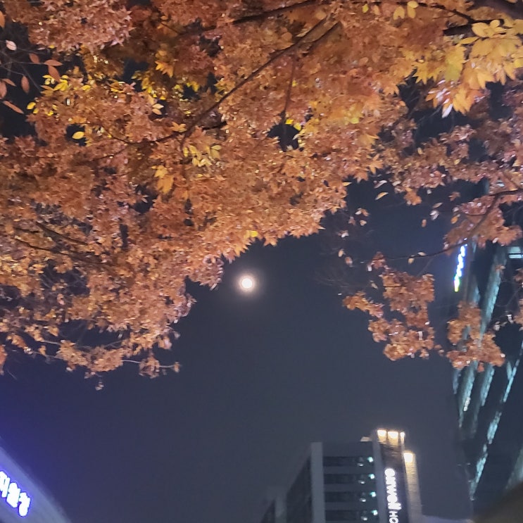  안녕재밌는나 주간일기(2022.10.31. ~11.6.)