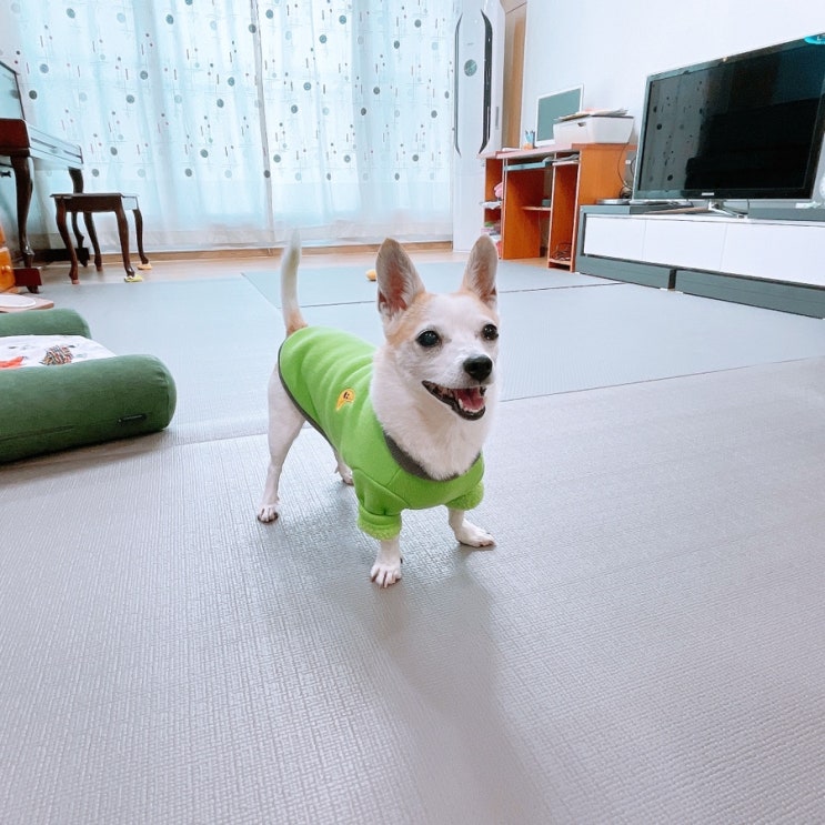  리포소 애견매트 강아지관절건강지킴이 간편설치강아지 롤매트