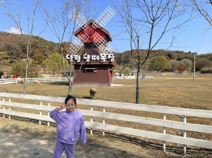  양평양떼목장 아이랑양평가볼만한곳(3살,7살), 아이랑용문가볼만한곳, 용문놀이터, 이색놀이터