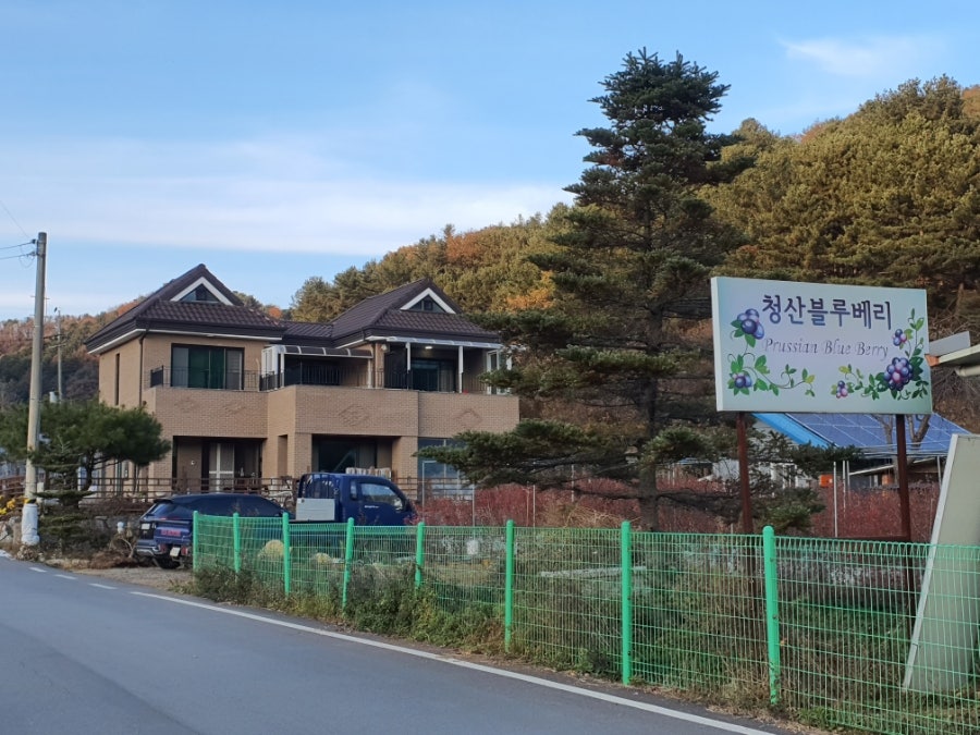 청산블루베리 사진 3