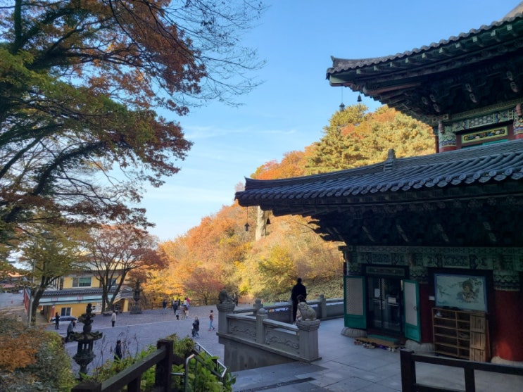 제주도 단풍 가을명소 천왕사 제주도 단풍 가을명소 천왕사