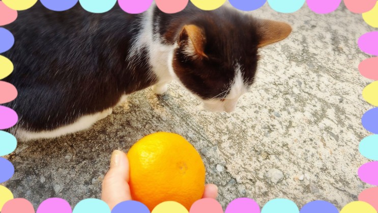 고양이가 싫어하는 냄새 오렌지,귤 냄새를 싫어하는 이유