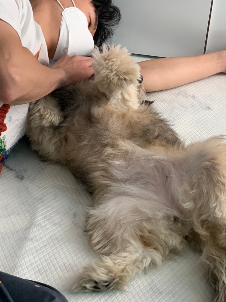  사지 말고 입양하세요. (2편)