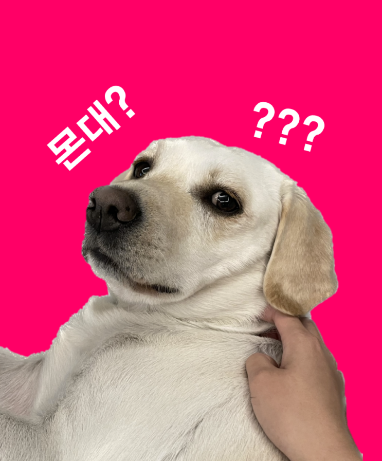 리트리버 밤 반포대교 산책 귀요미 밤 일상 리트리버 밤 반포대교 산책 귀요미 밤 일상