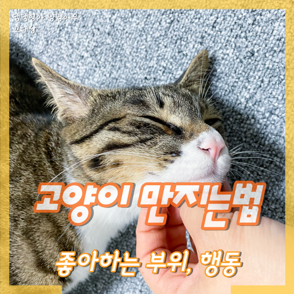  고양이가 좋아하는 부위, 행동, 만지는법