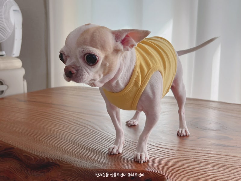 개의 몸떨림, 개가 떨리는 이유와 추위를 타는 견종에 대해서 -