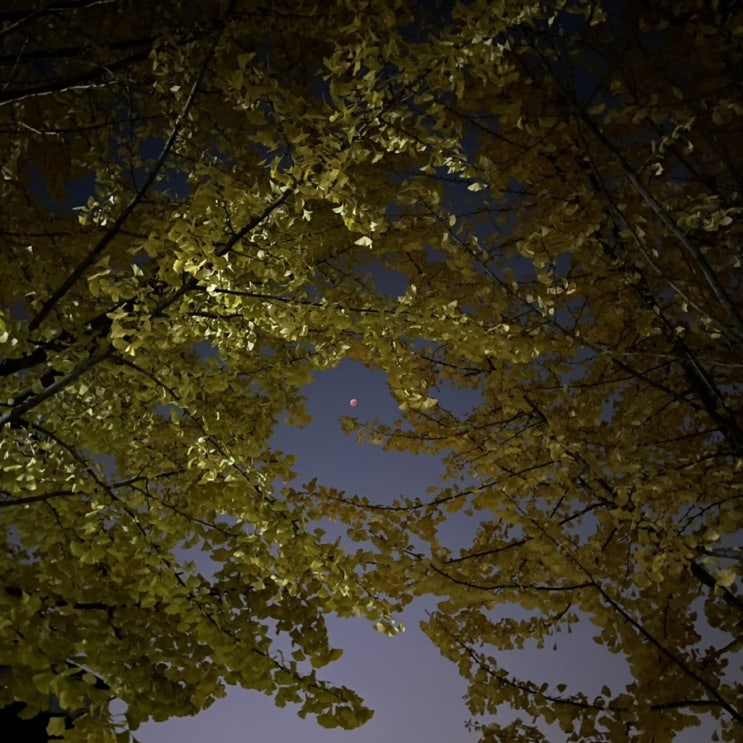  주간일기️:아웃닭 반반치킨,개기월식 붉은 달,마포한강공원,낮과밤,제과제빵봉사,시나몬롤 키링