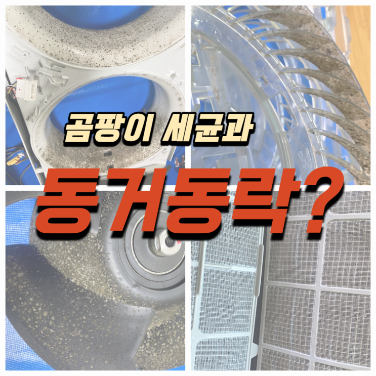  해로운 곰팡이 세균과 함께 생활하시나요?