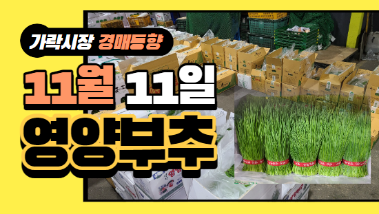 [경매사 일일보고] 11월 11일자 가락시장 "영양부추" 경매동향을 살펴보겠습니다!