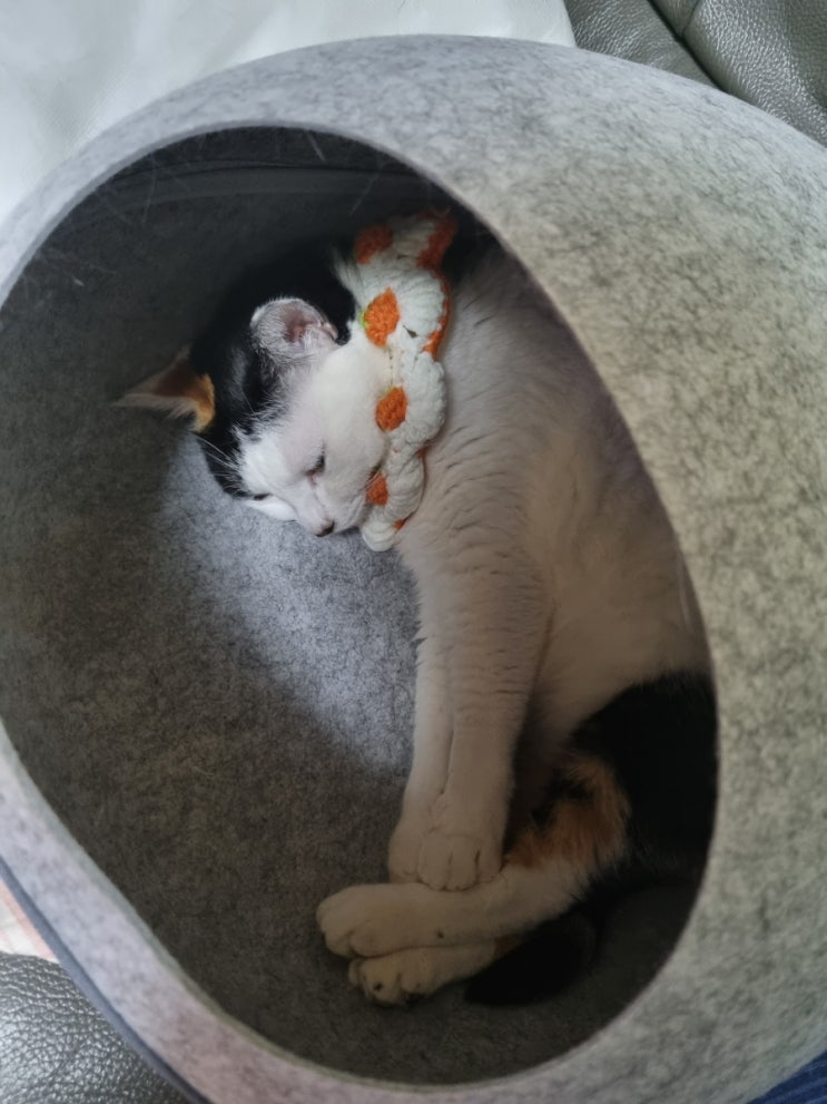  집순이일상 메이는 귀여워