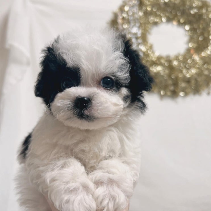  강아지 목욕 시기/강아지 목욕방법/주의상황