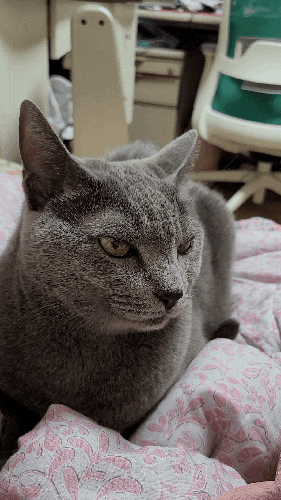  [블챌]집중의 중요성