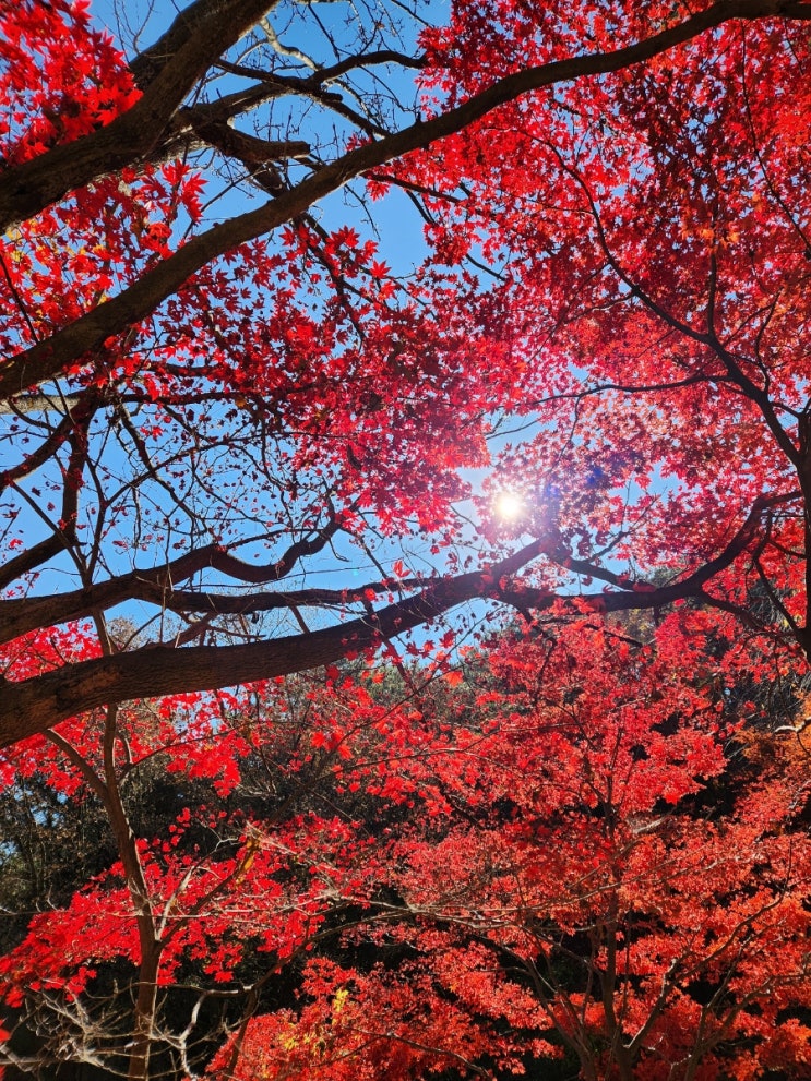 주간일기 챌린지 - 11월 첫주 / 뒷북챌 주간일기 챌린지 - 11월 첫주 / 뒷북챌