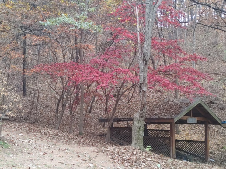 아리산의 낙엽을 밟으며 가을을 느껴보는 오늘아침