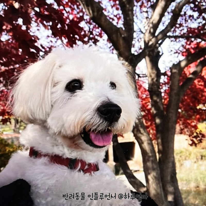귀여운 반려견, 꼬똥 드 툴레아 성격과 꼬동 털빠짐 알아봐요! : 네이버 블로그