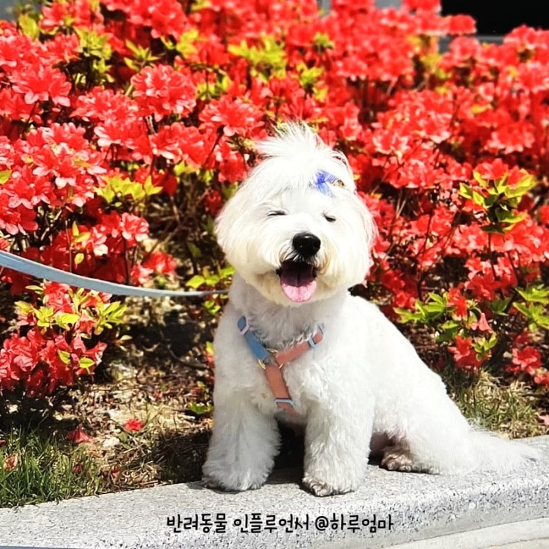 귀여운 반려견, 꼬똥 드 툴레아 성격과 꼬동 털빠짐 알아봐요! : 네이버 블로그