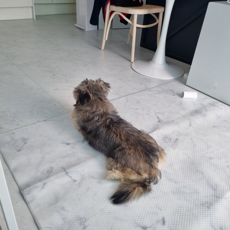  보보 특)