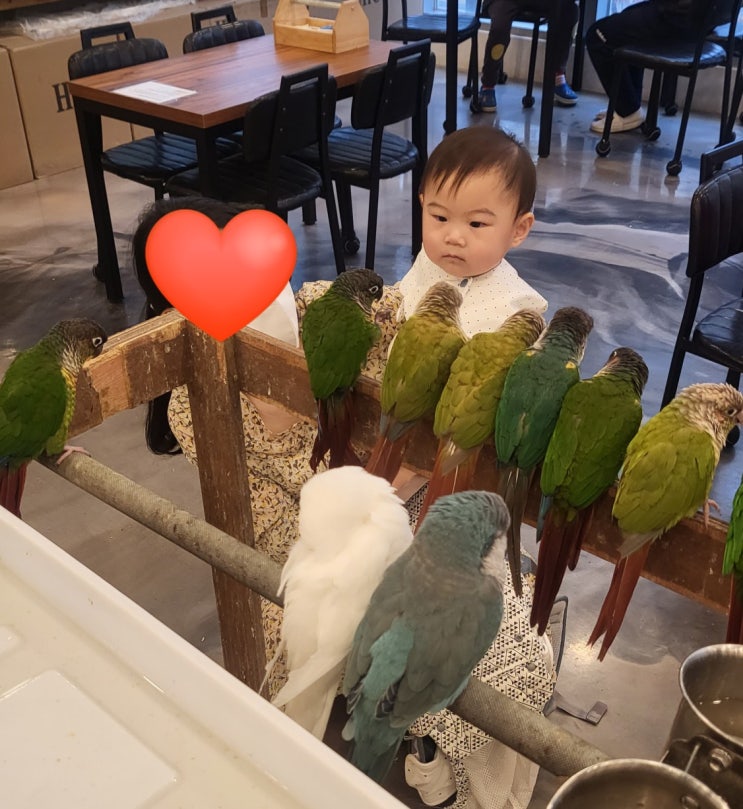 풍산동 이색카페 추천, 리프패럿 하남 앵무새 카페에서 이색 체험을!