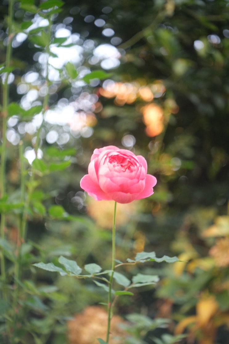  가을장미 / Industar50-2 50mm f3.5