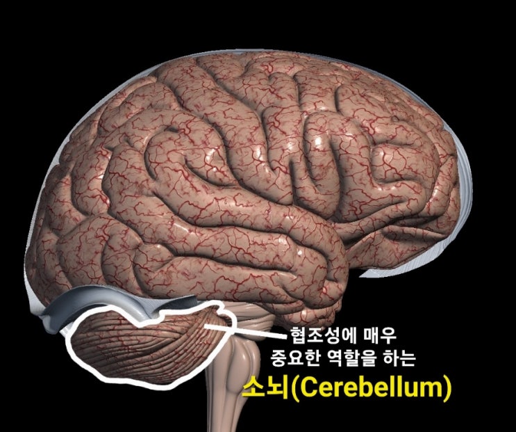  운동실조(Ataxia) 정의&검사 : 상반운동반복수행장애검사, 코손가락코 검사, 발가락손가락 검사, 발뒤꿈치정강이 검사, 실조보행검사, 롬버그 검사