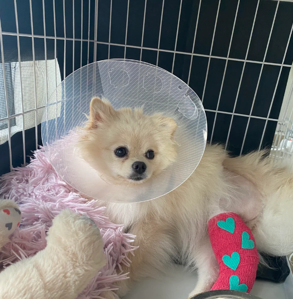  포메라니안 골절 심장질환에 대해 알아보자