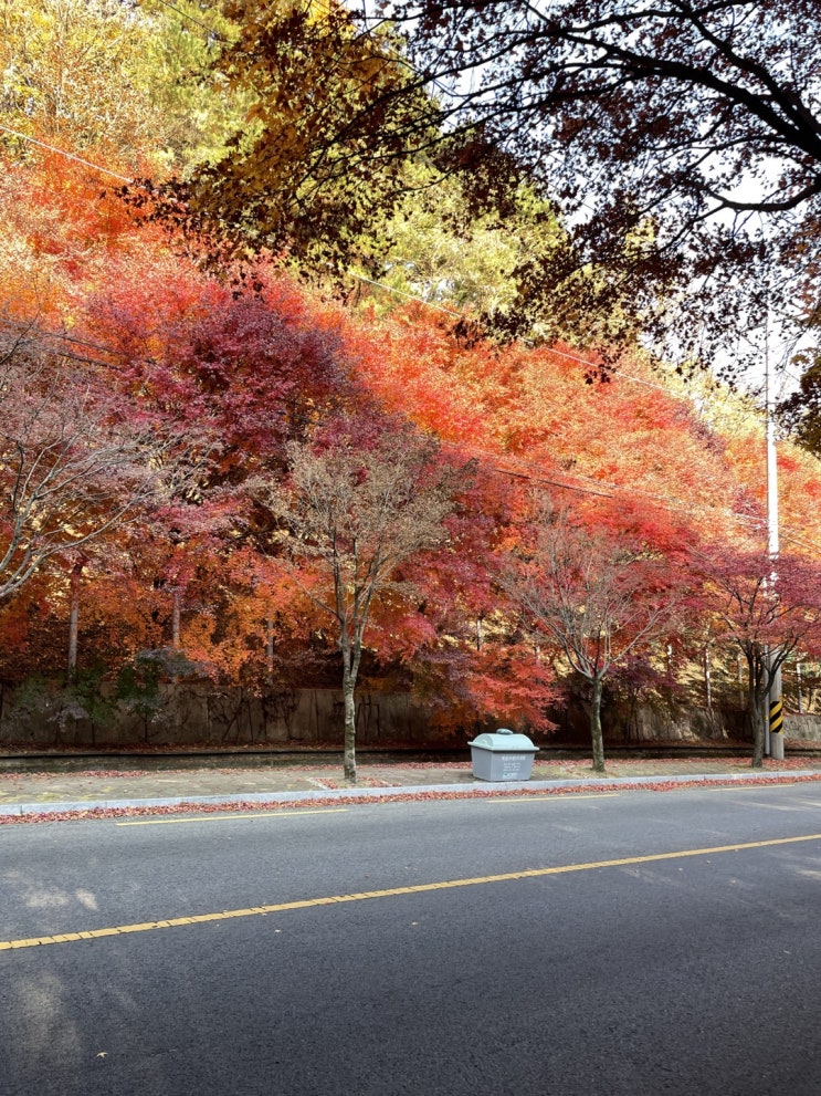 대구 팔공산 가을 단풍구경 -가을데이트 사진찍기 좋은곳 (11/12일 현재상태)