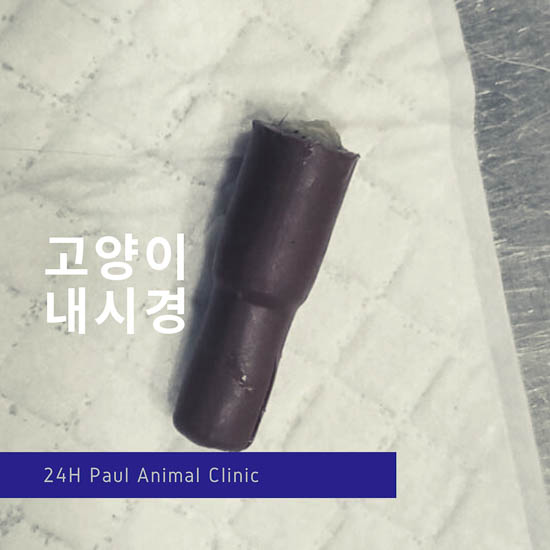  고양이 투약기 필건 삼켰을때, 내시경 & 성남 분당 24시 폴 동물병원