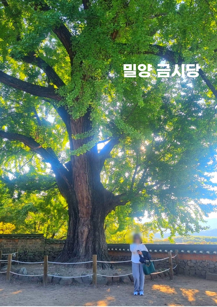  밀양 금시당 450년이 흐른 은행나무와 밀양강 드라이브 코스로 좋아요! 주차는 밀양금시당유원지에서는 멀어요~