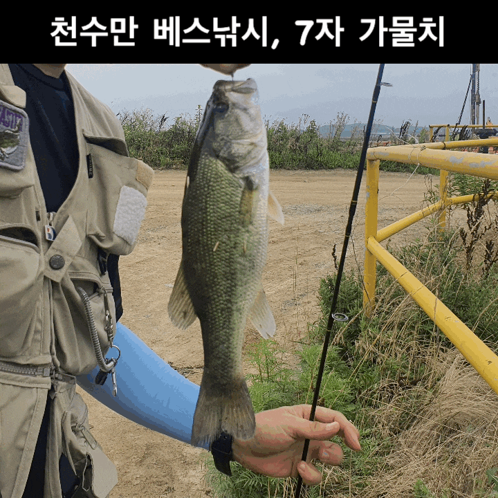  충남 태안 천수만 배스 낚시하다가 7자 가물치 잡았어요(2021년 추억여행)