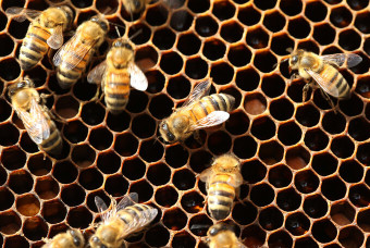 [지구온난화] 이상기후, 기상이변 꿀벌 실종 과수농가 수정 비상