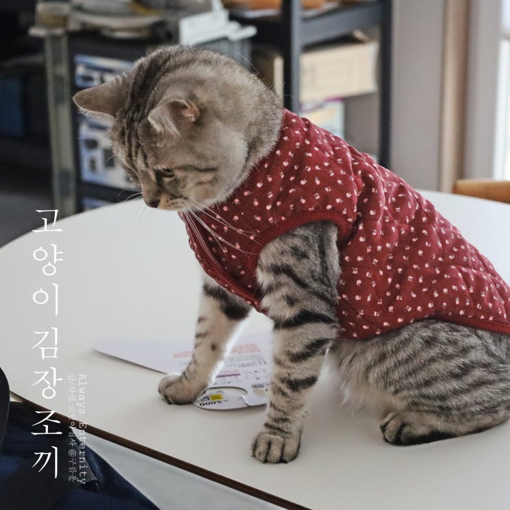  고양이 김장조끼 입고 고장난 3형제
