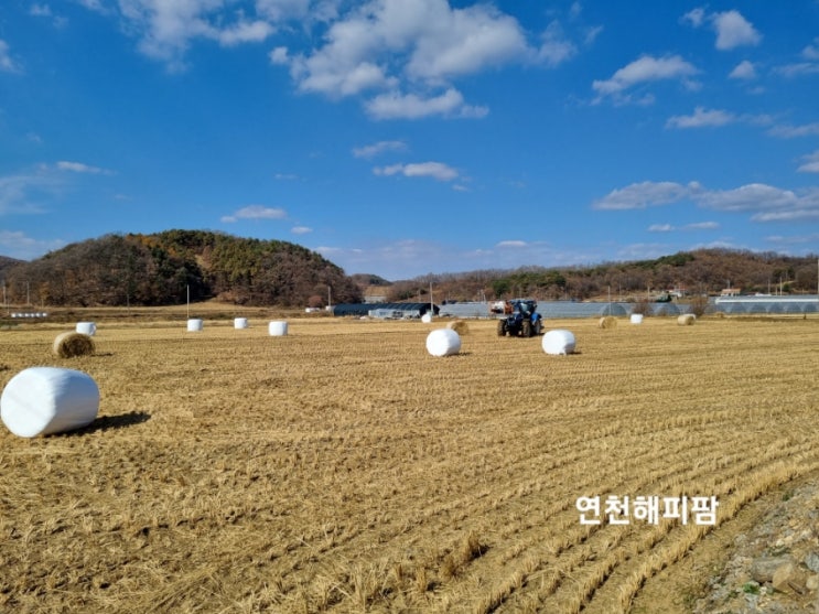  곤포사일리지 소먹이 볏짚작업 2차 끝