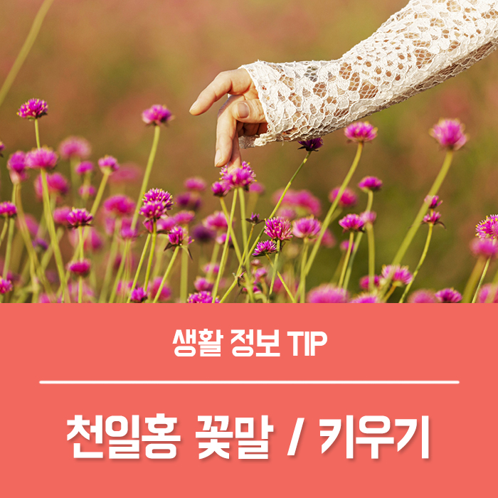  천일홍 꽃말 천일홍 파종 모종 키우기