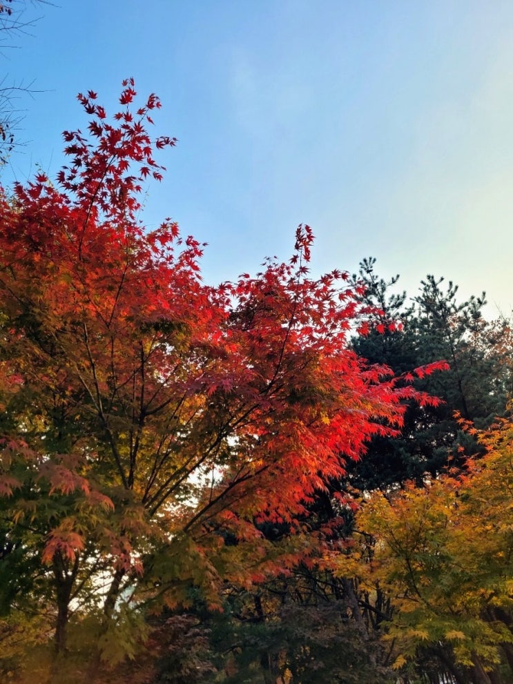 11월의 주간일상 : 단풍구경도 못가보고 끝나가는 가을 일기