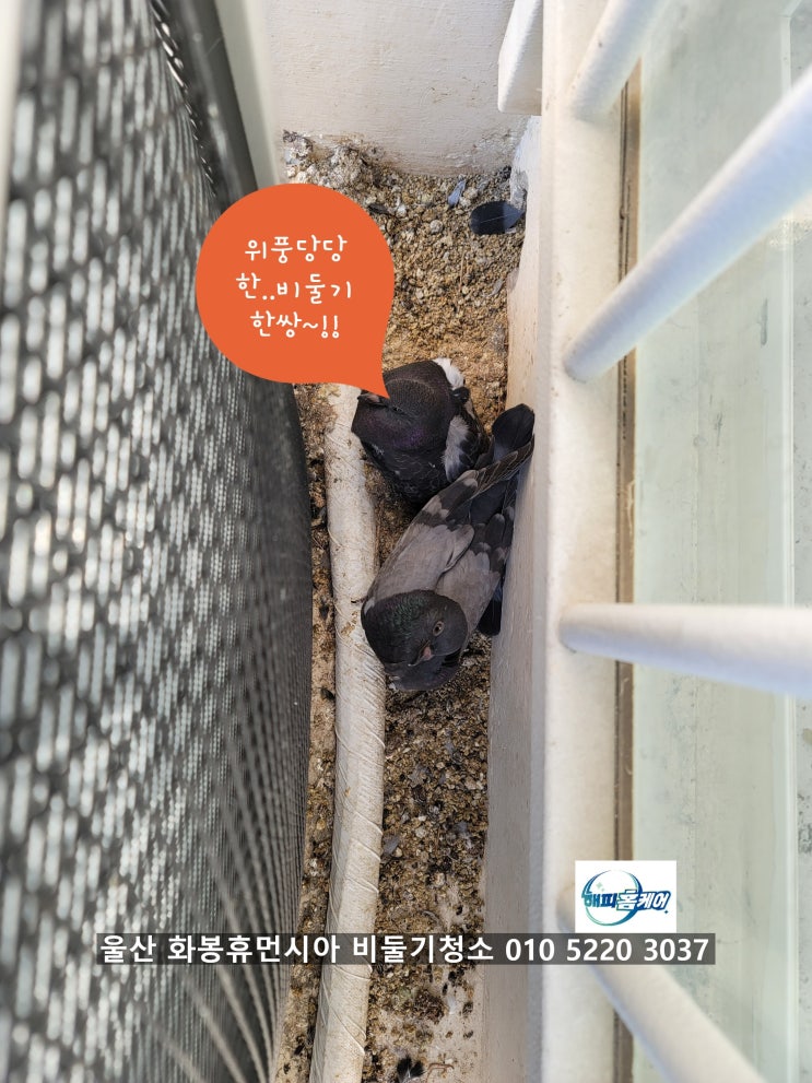  양산비둘기퇴치 울산북구 화봉휴먼시아 활기왕성한비둘기내쫒고,귀티있게변한 베란다~해피홈케어스팀청소업체