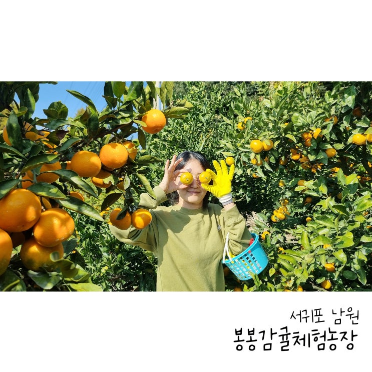  제주 서귀포 감귤따기체험 봉봉감귤체험농장