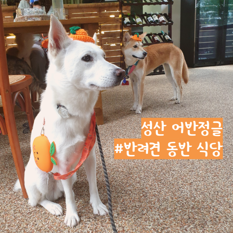 제주도 반려견 동반 식당 성산 어반 정글 제주도 반려견 동반 식당 성산 어반 정글