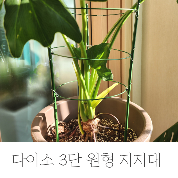 다이소 식물지지대, 호프 셀렘에 설치해요.